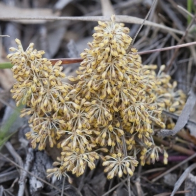 Lomandra multiflora (Many-flowered Matrush) at Illilanga & Baroona - 6 Nov 2010 by Illilanga