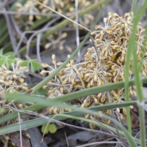 Lomandra multiflora at Illilanga & Baroona - 6 Nov 2010