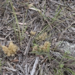 Lomandra multiflora at Illilanga & Baroona - 6 Nov 2010