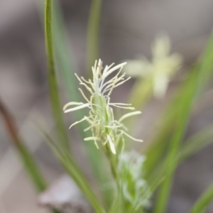 Carex breviculmis at Illilanga & Baroona - 27 Sep 2010