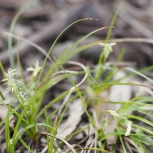 Carex breviculmis at Illilanga & Baroona - 27 Sep 2010