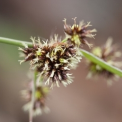 Luzula densiflora (Dense Wood-rush) at Illilanga & Baroona - 27 Sep 2010 by Illilanga