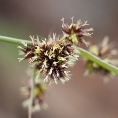 Luzula densiflora (Dense Wood-rush) at Illilanga & Baroona - 27 Sep 2010 by Illilanga