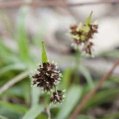 Luzula densiflora at Illilanga & Baroona - 27 Sep 2010