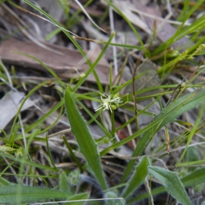 Carex breviculmis (Short-Stem Sedge) at Illilanga & Baroona - 9 Oct 2016 by Illilanga