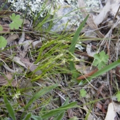 Carex breviculmis at Illilanga & Baroona - 9 Oct 2016 02:30 PM