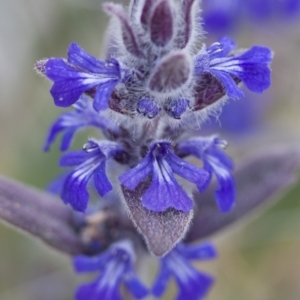 Ajuga australis at Michelago, NSW - 30 Oct 2009 07:12 PM