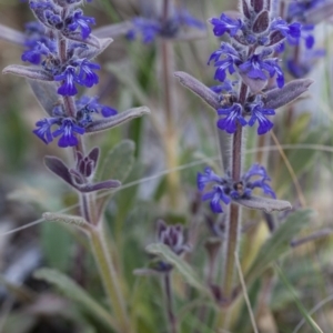 Ajuga australis at Michelago, NSW - 30 Oct 2009