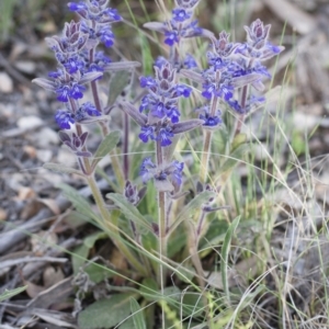 Ajuga australis at Michelago, NSW - 30 Oct 2009 07:12 PM