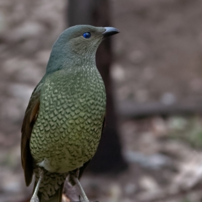 Ptilonorhynchus violaceus (Satin Bowerbird) at Hughes, ACT - 6 Jul 2018 by BIrdsinCanberra