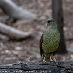 Ptilonorhynchus violaceus at Hughes, ACT - 6 Jul 2018