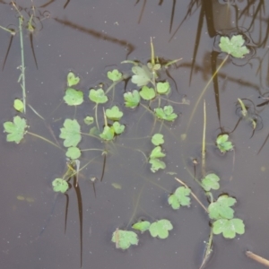 Ranunculus sp. at Fyshwick, ACT - 20 Jun 2018