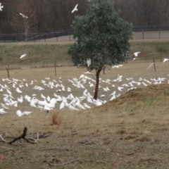 Cacatua sanguinea at Narrabundah, ACT - 6 Jul 2018 10:22 AM