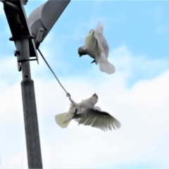 Cacatua sanguinea at Narrabundah, ACT - 6 Jul 2018 10:22 AM