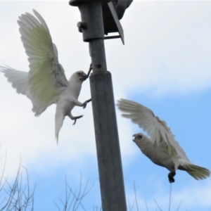 Cacatua sanguinea at Narrabundah, ACT - 6 Jul 2018 10:22 AM