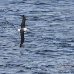 Thalassarche melanophris (Black-browed Albatross) at Ulladulla, NSW - 25 Jul 2015 by Charles Dove