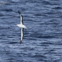 Thalassarche melanophris at Ulladulla, NSW - 26 Jul 2015 12:00 AM