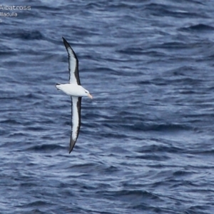 Thalassarche melanophris at Ulladulla, NSW - 26 Jul 2015 12:00 AM