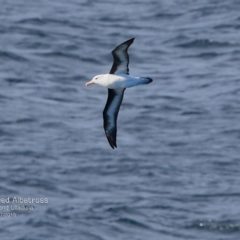 Thalassarche melanophris at Ulladulla, NSW - 26 Jul 2015 12:00 AM