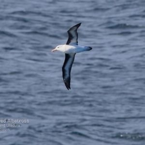 Thalassarche melanophris at Ulladulla, NSW - 26 Jul 2015 12:00 AM