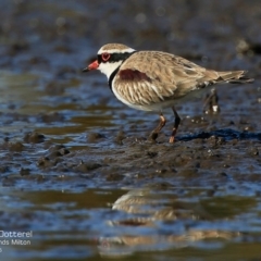 Charadrius melanops (Black-fronted Dotterel) at Milton, NSW - 20 Jul 2015 by Charles Dove