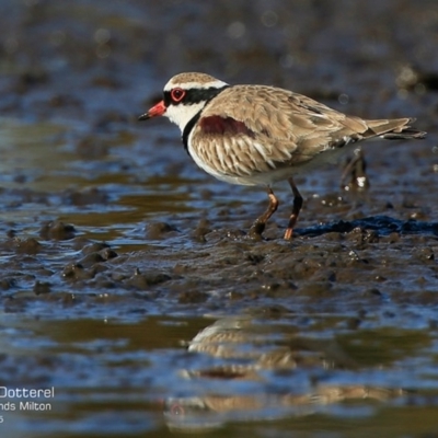 Charadrius melanops (Black-fronted Dotterel) at Milton, NSW - 20 Jul 2015 by Charles Dove