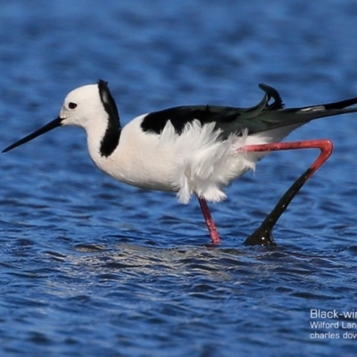 Himantopus leucocephalus (Pied Stilt) at Milton, NSW - 26 Jul 2015 by Charles Dove