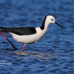 Himantopus leucocephalus at Milton, NSW - 27 Jul 2015