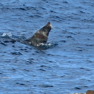 Arctocephalus pusillus doriferus (Australian Fur-seal) at Ulladulla, NSW - 26 Jul 2015 by CharlesDove