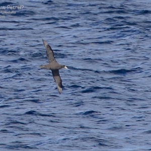 Macronectes giganteus at Ulladulla, NSW - 26 Jul 2015