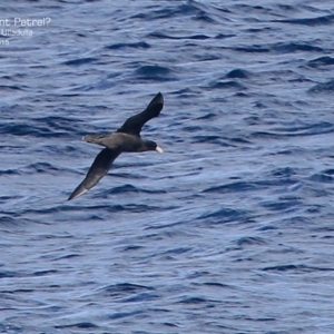 Macronectes giganteus at Ulladulla, NSW - 26 Jul 2015