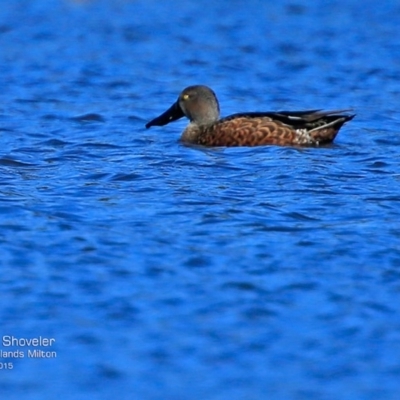 Spatula rhynchotis (Australasian Shoveler) at Milton, NSW - 27 Jul 2015 by CharlesDove