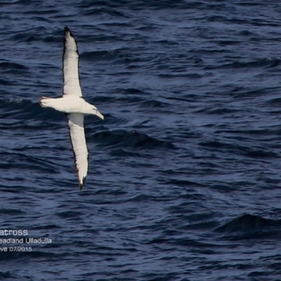 Thalassarche cauta (Shy Albatross) at Ulladulla, NSW - 26 Jul 2015 by CharlesDove