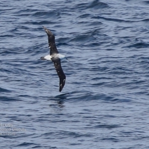 Thalassarche cauta at Ulladulla, NSW - 26 Jul 2015 12:00 AM