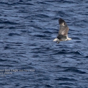 Haliaeetus leucogaster at Ulladulla, NSW - 26 Jul 2015