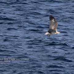 Haliaeetus leucogaster (White-bellied Sea-Eagle) at Ulladulla, NSW - 25 Jul 2015 by Charles Dove