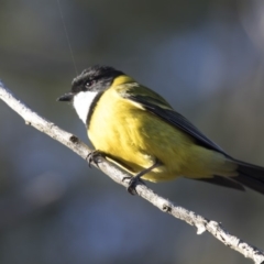 Pachycephala pectoralis (Golden Whistler) at Belconnen, ACT - 5 Jul 2018 by AlisonMilton