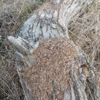 Papyrius nitidus (Shining Coconut Ant) at Jerrabomberra Grassland - 6 Jul 2018 by nathkay