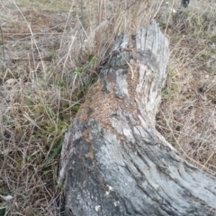 Papyrius nitidus at Hume, ACT - suppressed