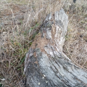 Papyrius nitidus at Hume, ACT - suppressed