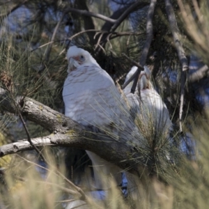 Cacatua sanguinea at Belconnen, ACT - 5 Jul 2018 10:18 AM