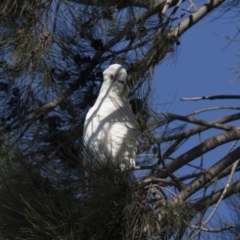 Cacatua sanguinea at Belconnen, ACT - 5 Jul 2018 10:18 AM