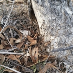 Papyrius nitidus at Hume, ACT - 7 Jul 2018