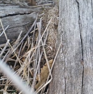 Papyrius nitidus at Hume, ACT - suppressed