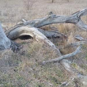 Papyrius nitidus at Hume, ACT - suppressed