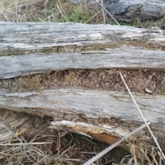 Papyrius nitidus at Hume, ACT - suppressed