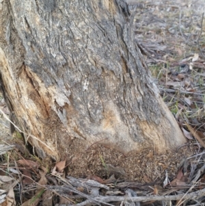 Papyrius nitidus at Hume, ACT - suppressed