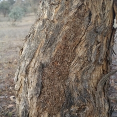 Papyrius nitidus at Hume, ACT - suppressed