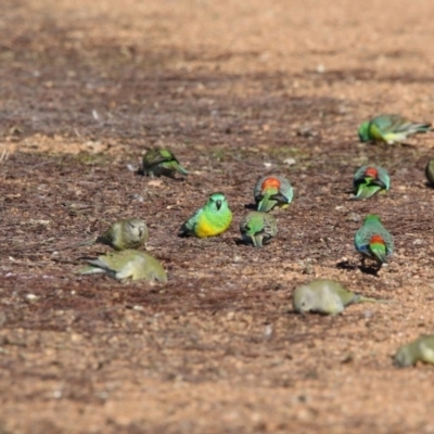 Psephotus haematonotus (Red-rumped Parrot) at Belconnen, ACT - 5 Jul 2018 by Alison Milton