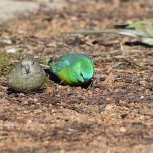 Psephotus haematonotus at Belconnen, ACT - 5 Jul 2018